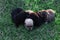 Cut sleeping four newborns puppies on green grass