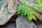 Cut snag of a tree on stones and a plant with green leaves