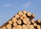 Cut spruce fir tree logs on background of blue sky