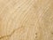 Cut spruce wood texture