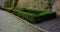 cut squares of flowerbed edging in a historic garden made of boxwood