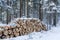 Cut and stacked pine timber in forest in winter