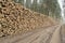 Cut and stacked pine timber in green forest