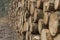 Cut and stacked pine timber in green forest