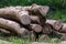 Cut and stacked timber in a field in Deerfield Township, Pennsylvania, USA