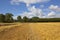 Cut straw and trees