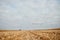 Cut stubble and chaff in a harvested corn field