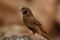 Cut throat finch amadina fasciata