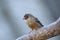 Cut-throat finch amadina fasciata