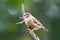 Cut-throat finch amadina fasciata