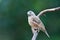 Cut-throat finch amadina fasciata