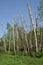 Cut tops of aspen tree in early spring in park