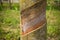 Cut tree bark Rubber tree