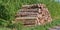 Cut tree logs stacked together outdoors against green bushes, packed neat pile after being chopped in the process of