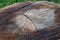 Cut tree stump close-up detail wood texture