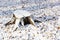 Cut tree stump covered with snow on meadow