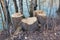 cut tree stump image taken in veneto, italy