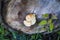 Cut tree trunk with white and brown mushroom and green plant