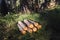 Cut trees lying on the stack, cross section of trunks. Tree cut in the woodland. Wood industry. Tree trunk pile.