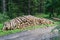 Cut trees trunks heap stack, logging industry forest lumber