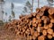 Cut trees waiting for transport.