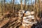 Cut up birch on a pile in the forest. Work in forest. Felling trees. Firewood. Spring evening in the forest