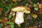 Cut white mushroom Boletus edulis Bull. lies on autumn leaves