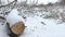 Cut winter down tree branch in snowing forest swamp dry grass nature