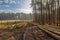 Cut wood at the edge of forest in spring, Poland