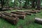 The cutdown tree trunks are arranged in the Indian rainforest. The wooden logs are for sale by the forest department