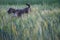 Cute 1 year old grey colored silver poodle dog jumping happily through a corn field