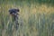 Cute 1 year old grey colored silver poodle dog  jumping happily through a corn field at sunset