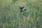 Cute 1 year old grey colored silver poodle dog  jumping happily through a corn field at sunset