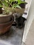 Cute 2 months old gray tabby kitten small cat amongst in between big vases look stare at green plant stumpy short tail