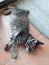 Cute 2 months old gray tabby kitten small cat stumpy short no tail lay on one side brown cold wide tile blue mat toebeans paws