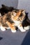 Cute 3 coloured kitten, calico