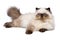 Cute 3 month old persian seal colourpoint kitten is lying