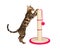 Cute 4 month old Bengal kitten sharpening claws on scratching post