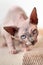 Cute 4 months old Canadian Sphynx cat walked close to camera and looking into it with curious eyes