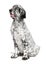 Cute 4 months old english setter puppy