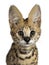 Cute 6 months young Serval cat kitten, Isolated on white background.