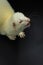 Cute ablino ferret with black background