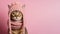 Cute abyssinian cat in knitting winter hat and scarf isolated on pink background