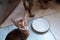 Cute Abyssinian kitten Looks up , wants to eat. Cats and dogs eating together