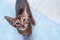 Cute Abyssinian kitten Looks up, wants to play or eat