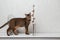 Cute abyssinian kitten stares at camera and sniffs a cotton branch