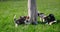 Cute active beagle puppies play with owner's feet on green lawn