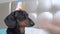 Cute active dachshund dog is going to celebrate fun birthday party so owner put colorful festive hat on its head, close