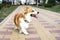 Cute and active purebred Welsh Corgi dog, joyfully outdoors in the park on a sunny summer day