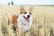 Cute and active purebred Welsh Corgi dog, smiles with tongue, outdoors in the grass on a sunny autumn day